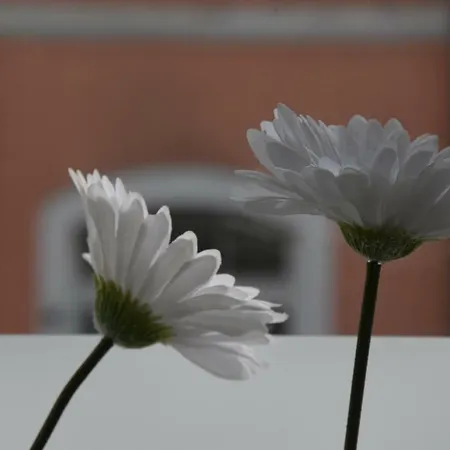 Victoria Design - Slavojova